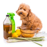 Carmichael Dog Grooming: The Eco-Friendly Guide to Sustainable Dog Grooming Practices
